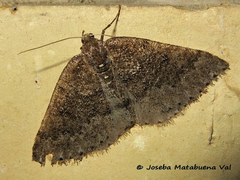 Aleucis distinctata - Geometridae ? S